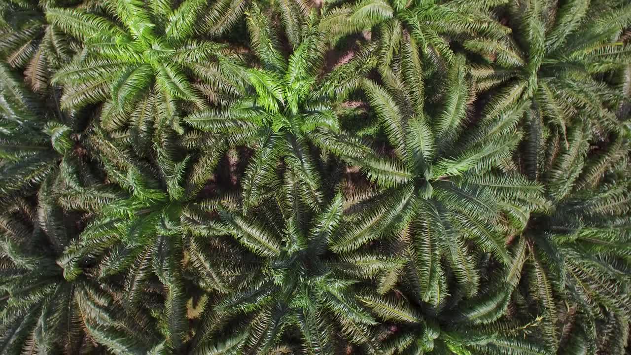 Drone shot of spinning palm oil trees in Indonesia