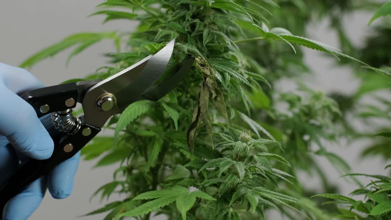 대마초 꽃, 대마초 필드 의학적 용도로 대마초의 유기적 성장.