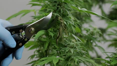 la floración del cannabis, el cultivo orgánico de cannabis para uso médico en el campo de la marihuana.