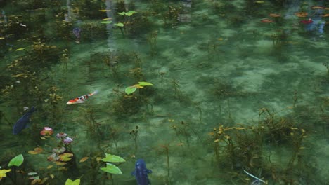 Crystal-clear-water-of-Monet's-Pond-as-Koi-swim-in-slow-motion