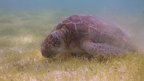 tortuga 22