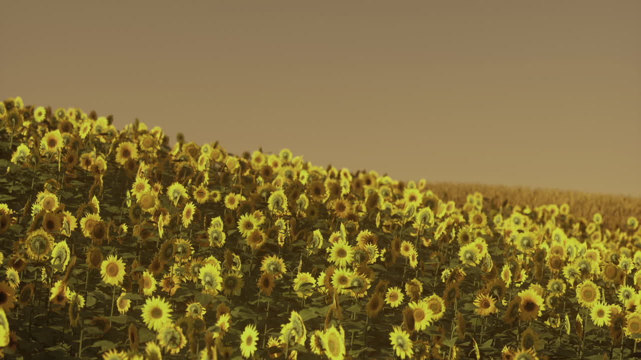 Vibrant sunflower field stretches across the landscape during sunset hours