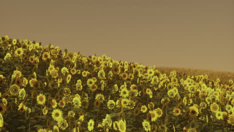 vibrant sunflower field stretches across the landscape during sunset hours