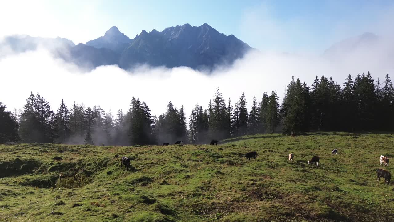 Aerial view of Cows grazing in an Alpine Landscape of Austria. Mountain Range and Forest in Background