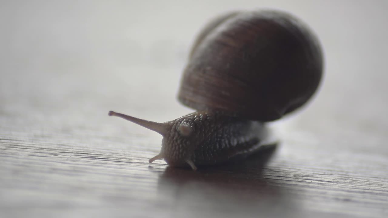 Close-up of a Snail Crawling on a Surface
