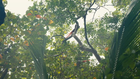 lush tree canopy