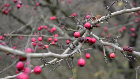 primer plano de la rama con bayas rojas de otoño