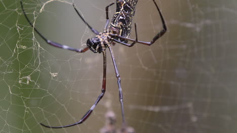 mirando la parte inferior de una araña de tela orbe dorada caminando sobre su tela - cerrar