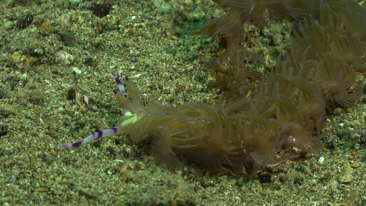 Close up of a flabellina nudibranch crawling over sand in the Philippines