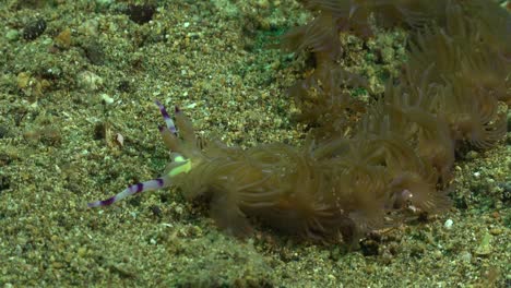 close up of a flabellina nudibranch crawling over sand in the philippines