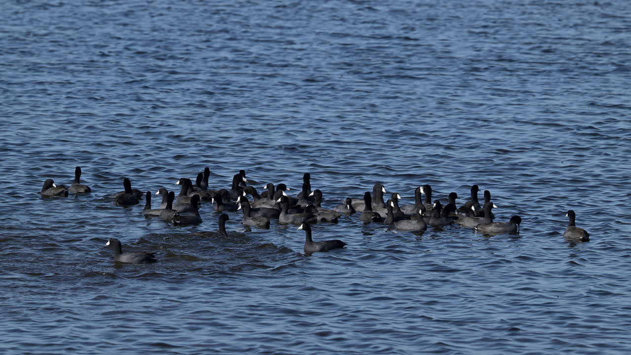 bandada de coots estadounidenses en un lago, florida