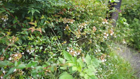 flying hummingbird hawk-moth in slow motion through plants