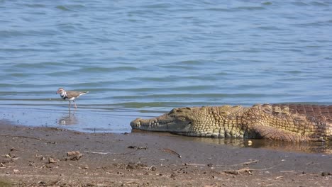 a crocodile laying on the edge of a river while a three banded plover forages for food in the sand right next to it, close up