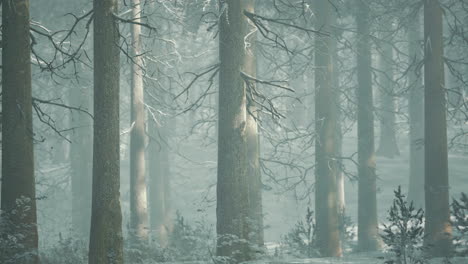 Nebel-Im-Wald-An-Einem-Kalten,-Bewölkten-Wintertag-Mit-Erstem-Schnee