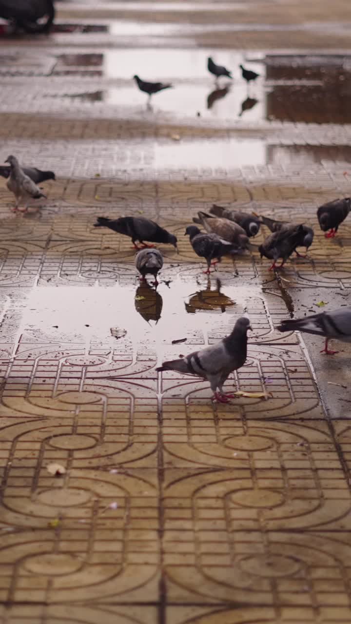 Pigeons in a Puddle