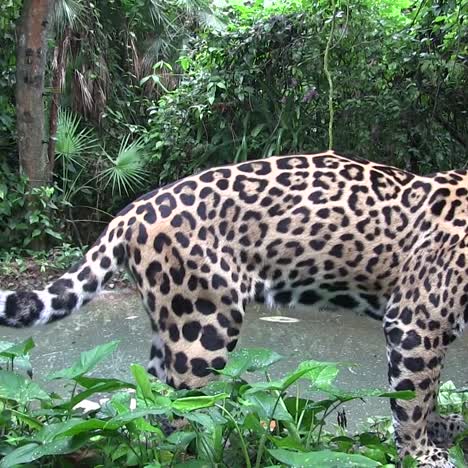 A-beautiful-jaguar-lies-drinks-at-a-watering-hole-1