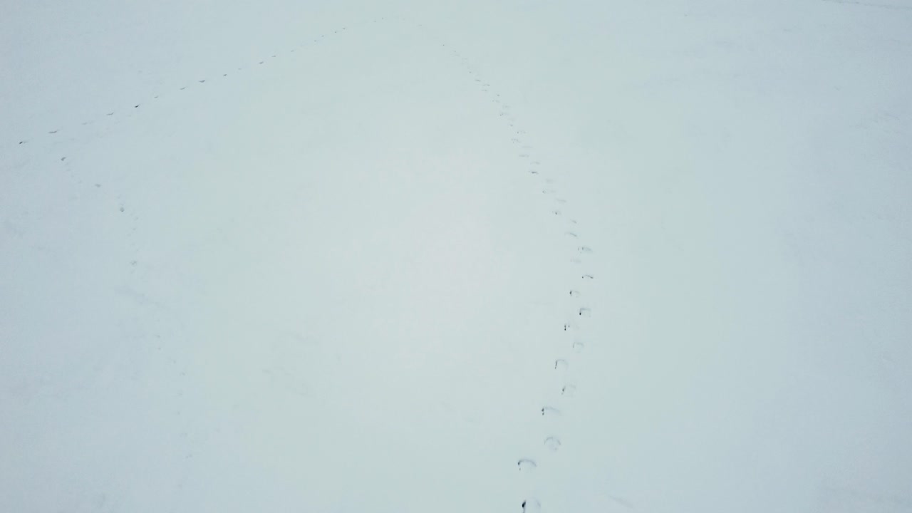 huellas de renos salvajes en la nieve desde el dron