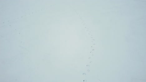 Wild-reindeer-paw-prints-in-the-snow-from-the-drone