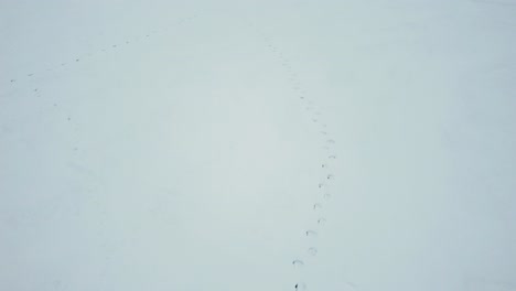 huellas de renos salvajes en la nieve desde el dron