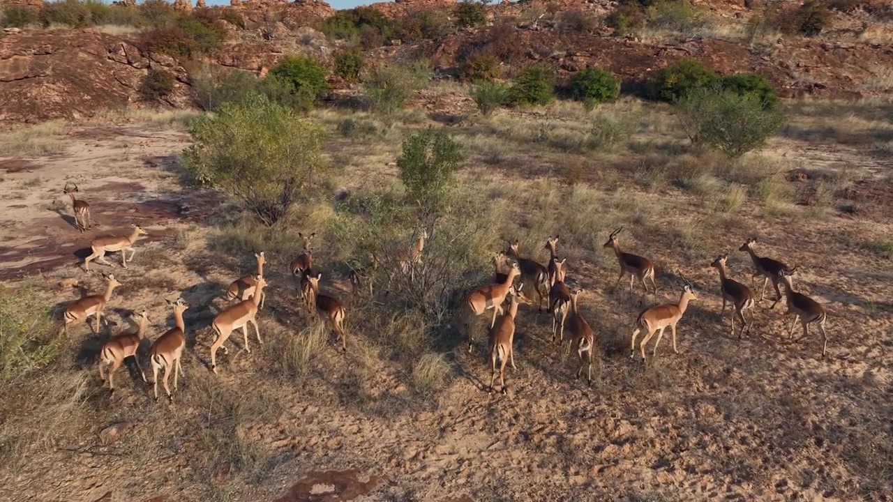 Impala-antilooppilauma kokoontuu kuivalla pensasmaalla, kultaisen tunnin ilmakuva.
