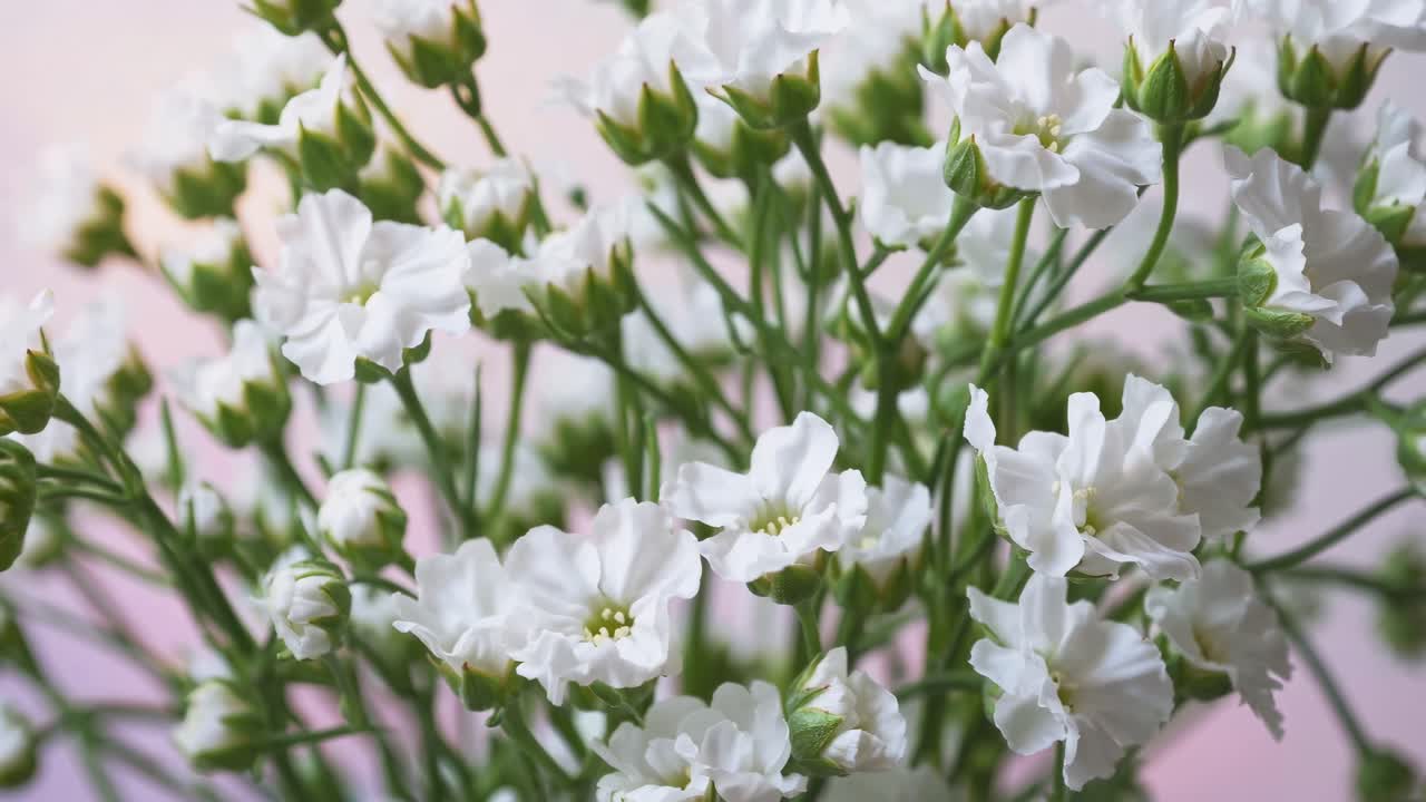 Close-up video of delicate white flowers in soft focus, captured from a low angle