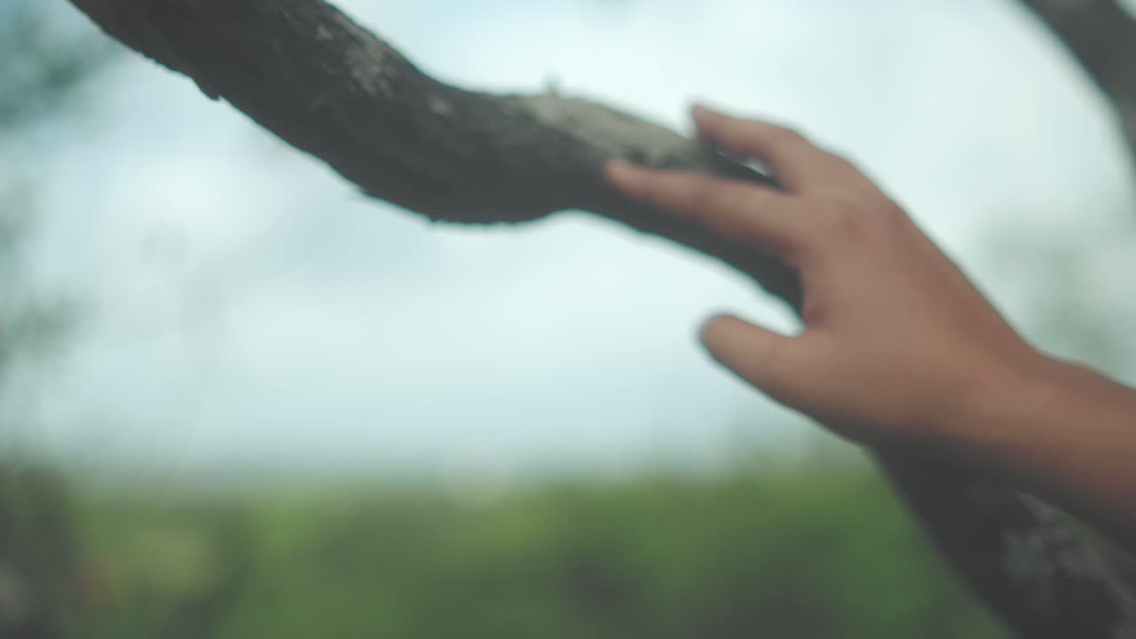 Close-up of a hand caressing tree branches with fruits placed between them