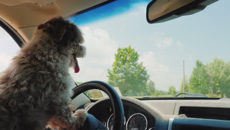 A-Focused-Dog-Driver-Driving-A-Car-Drives-Through-The-Us-Suburbs