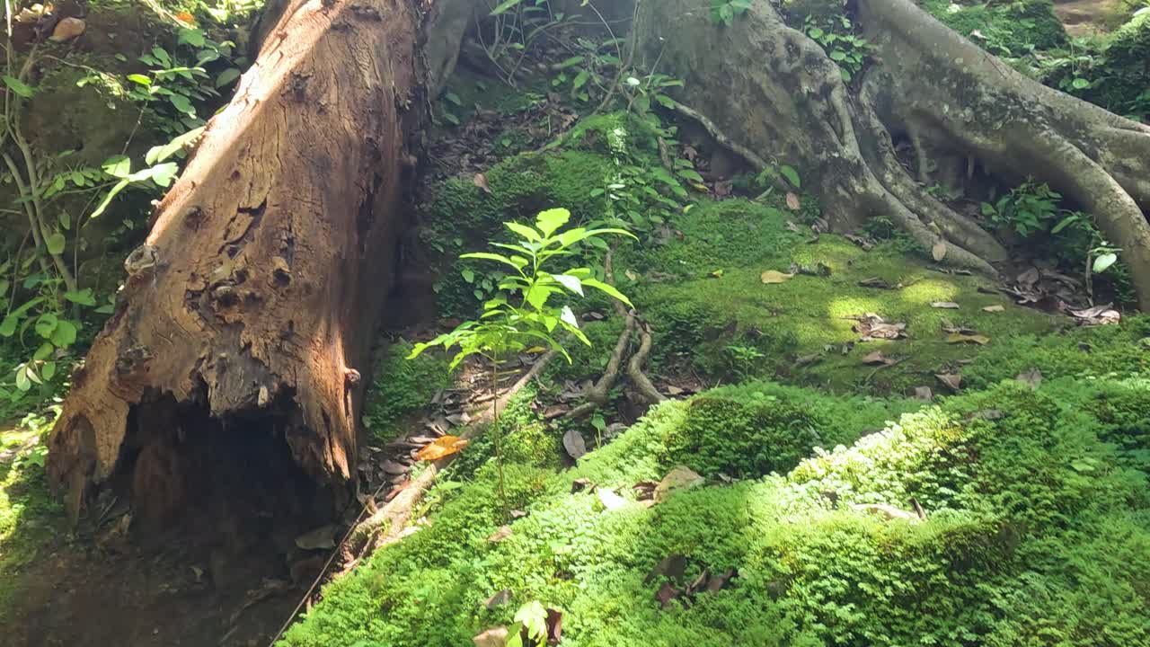Dense greenery and towering trees in a sunlit forest setting, showcasing natural beauty and tranquility in Kanchanaburi, Thailand