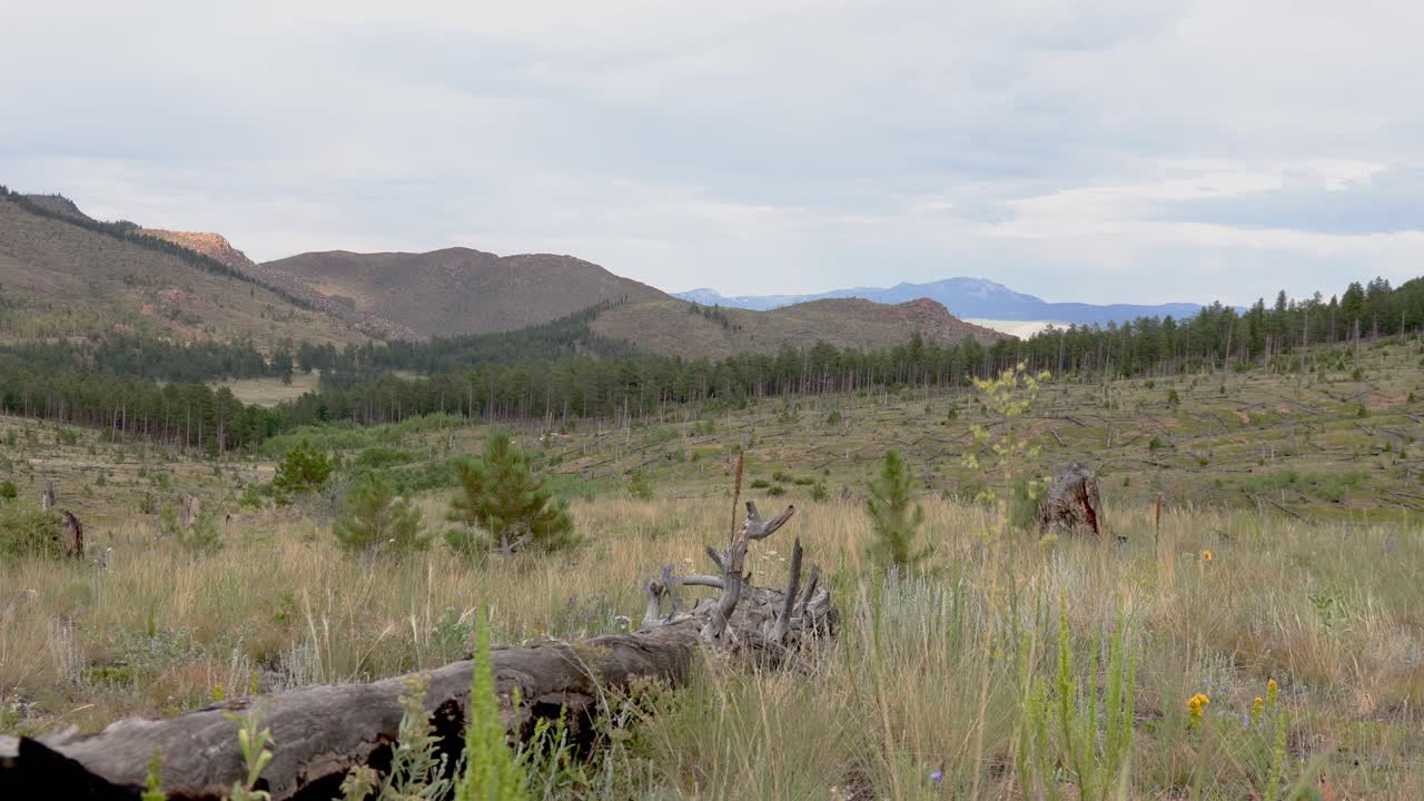 Grass blowing in the foreground with an old burn area in the distance of national forest land. A mix of grass, trees and forest with clouds