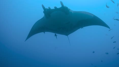 Giant-manta-ray-flaps-wings-as-remoras-glide-closely-below,-underwater-closeup