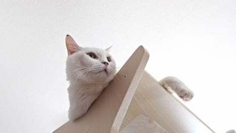 a curious white cat, seen from a low angle, perches on a light-colored cat tree, looking intently upwards against a bright, minimalist background.