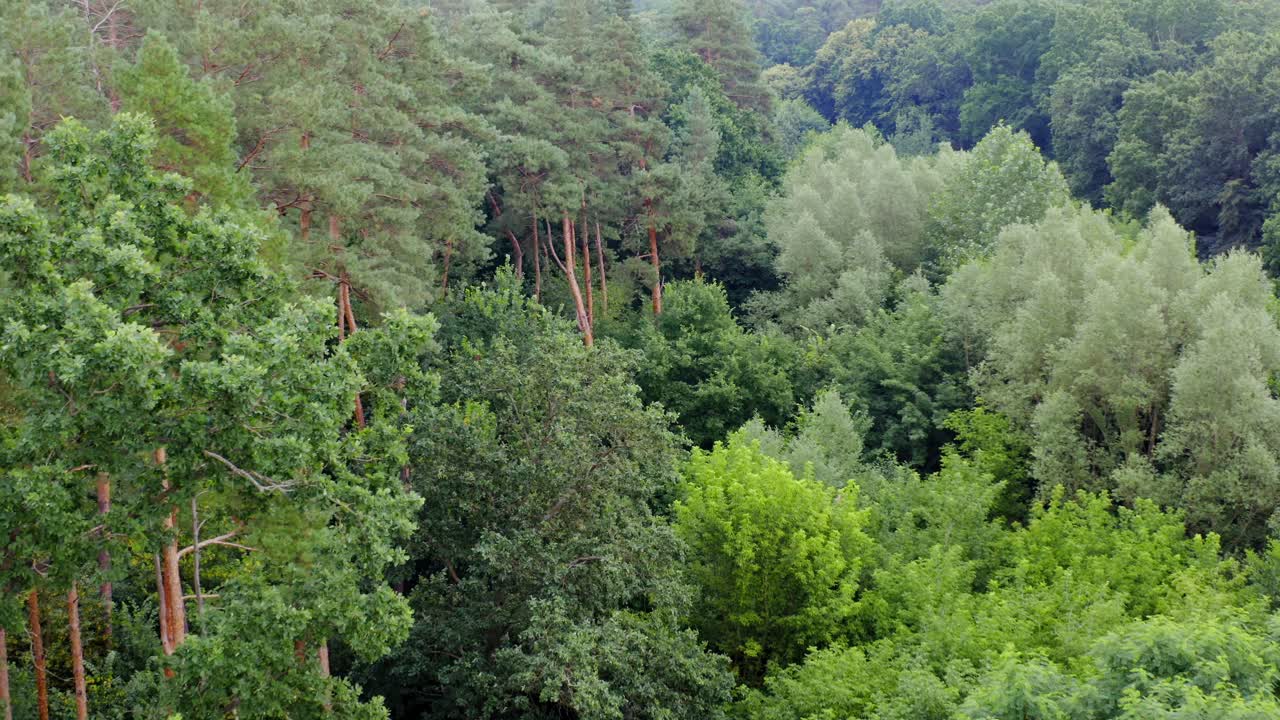 Fresh landscape of woodland. Beautiful forest with tall pine trees and mixed green trees in summer. Aerial view. Slow motion.