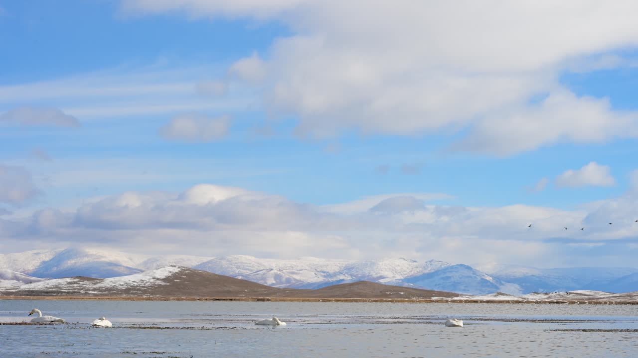 Whooper Swans swim in Tariat Lake, a vital migration stop in remote Mongolia. The vast, icy lake is surrounded by a snowy steppe and distant mountains under a cloudy sky