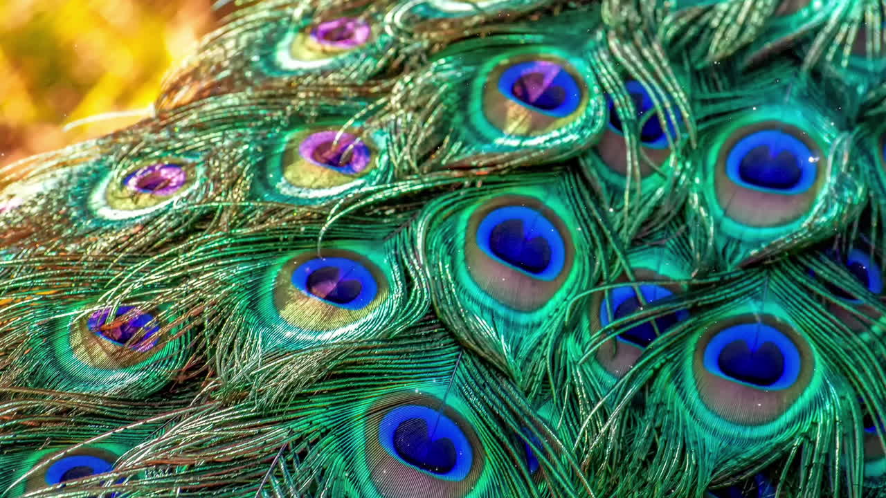 hermoso abridor de plumas de pavo real o video de introducción en el que la cámara sobrevuela a través de objetos brillantes