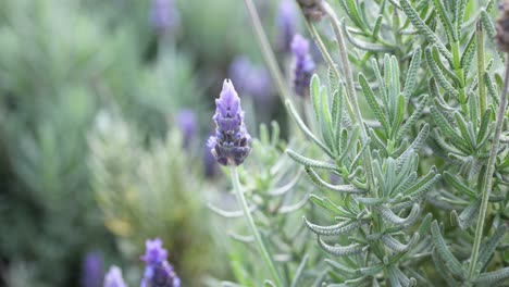 bee interacting with lavender flowers in melbourne