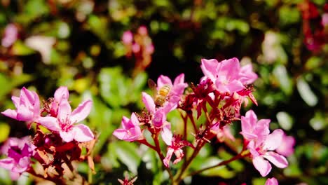 Biene-Saugt-Nektar-über-Blühenden-Blumen