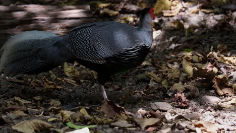 Seen-foraging-on-the-ground-in-the-forest-during-the-early-hours-of-the-morning,-Kalij-Pheasant-Lophura-leucomelanos,-Thailand