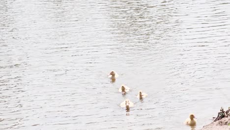 ducklings swim and walk onto the shore