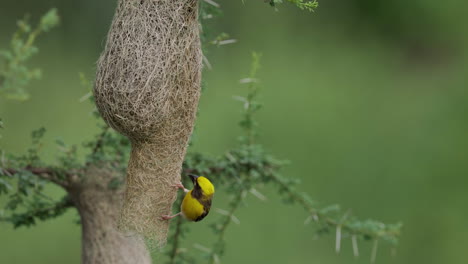 baya weaver male bird guarding its nest from intruders on a green monsoon day