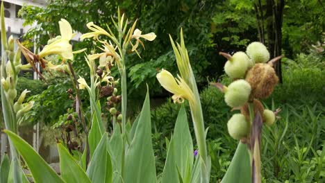 Cerca-De-Plantas-Verdes-Con-Hojas-Blancas-En-Flor-En-Un-Jardín,-Tailandia