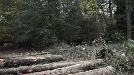 pan across recently harvested logs deep in the english woods