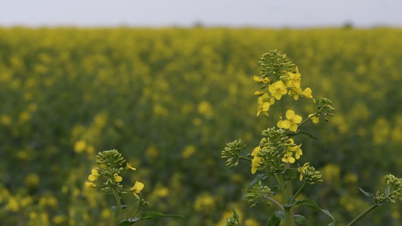 Campo di colza in fiore