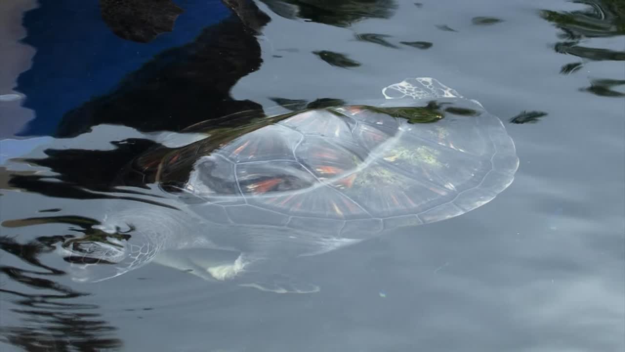 녹색 거북 또는 수족관에서 수영하는 태평양 녹색 거북