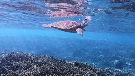 綠色海<unk>在浅<unk>珊瑚礁上游泳