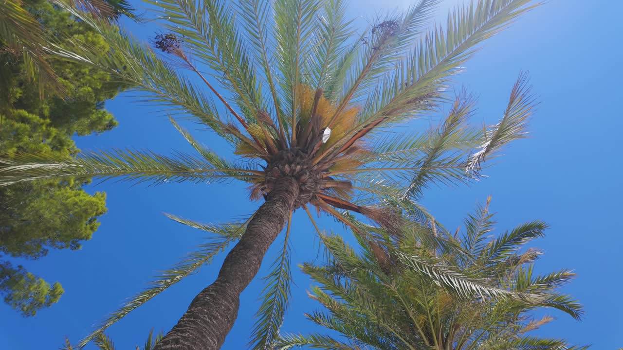 Palma, cielo azzurro limpido, pianta fiorita esotica, le Arecaceae in Spagna.