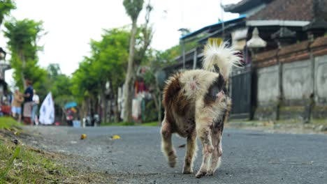 Handgehaltene-Zeitlupenaufnahme-Eines-Asiatischen-Streunercollies-Auf-Den-Straßen-Von-Bali-In-Indonesien-Mit-Rotem-Halsband-Und-Schmutzigem,-Ungepflegtem-Fell