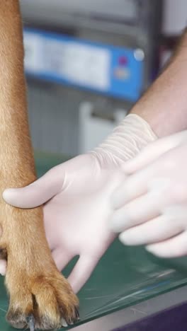 veterinarian examining a dog's paw