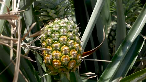 Pineapple-plants-Shot-on-Panasonic-GH5-12-35-f2