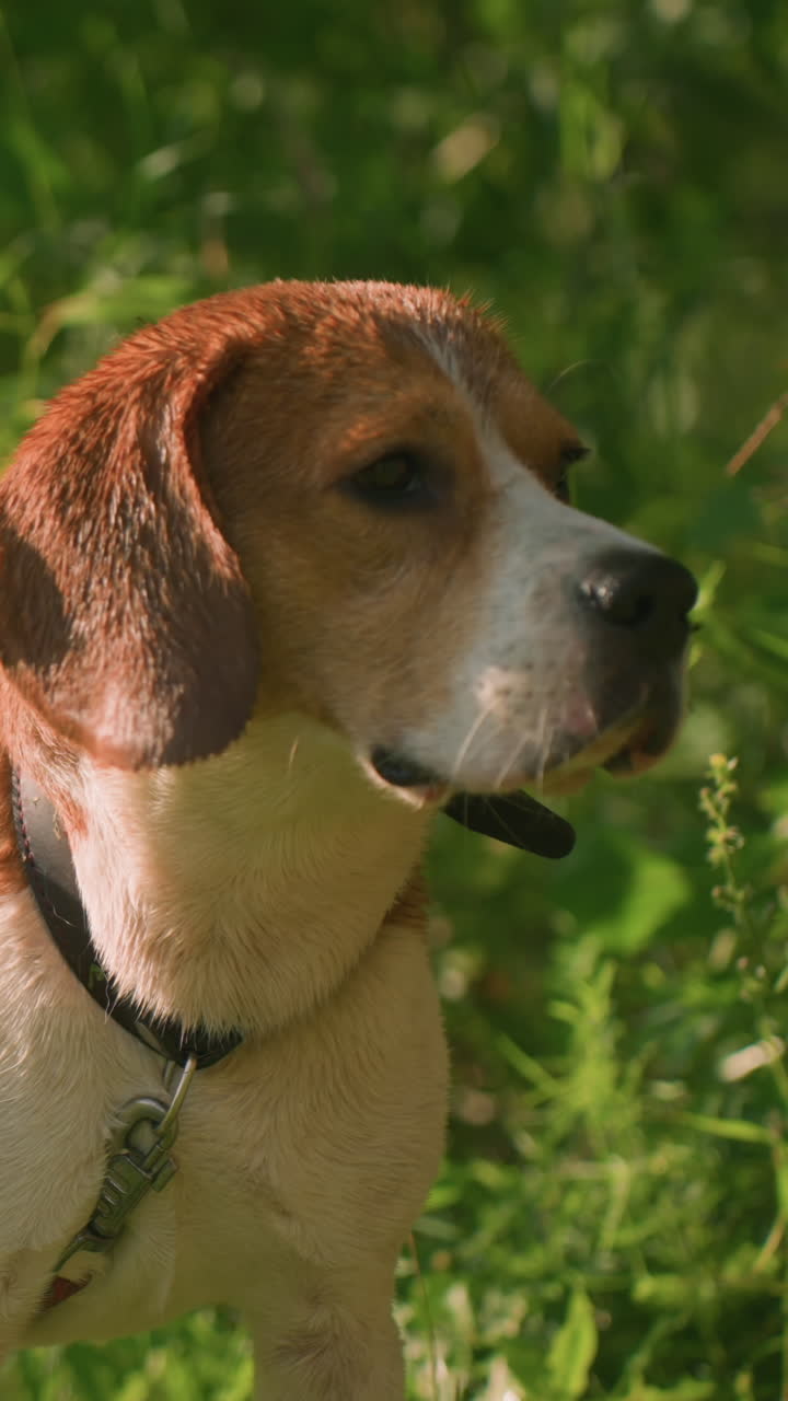 Dog on red leash standing in grassy area near lush greenery, staring intently into distance on sunny day, dog appears alert and curious, with sunlight highlighting its fur