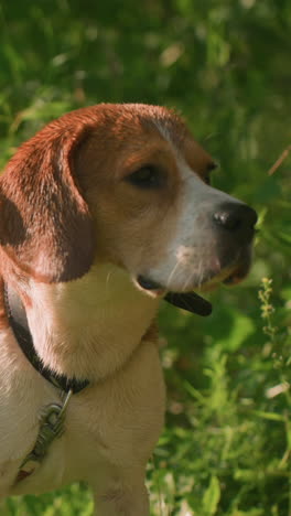 perro con correa roja de pie en una zona de hierba cerca de la vegetación exuberante, mirando fijamente a la distancia en un día soleado, el perro parece alerta y curioso, con la luz del sol destacando su pelaje